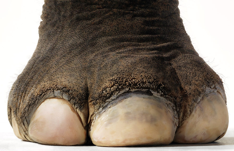 Elephant foot