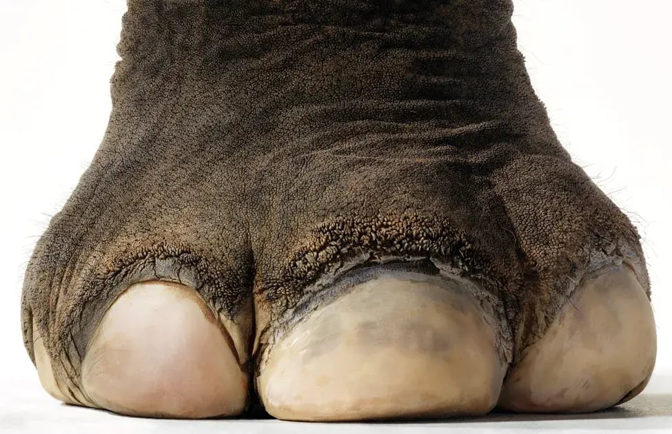 Close-up of an elephant's foot, supporting the Sheldrick Wildlife Trust Close-up of an elephant's foot, supporting the Sheldrick Wildlife Trust